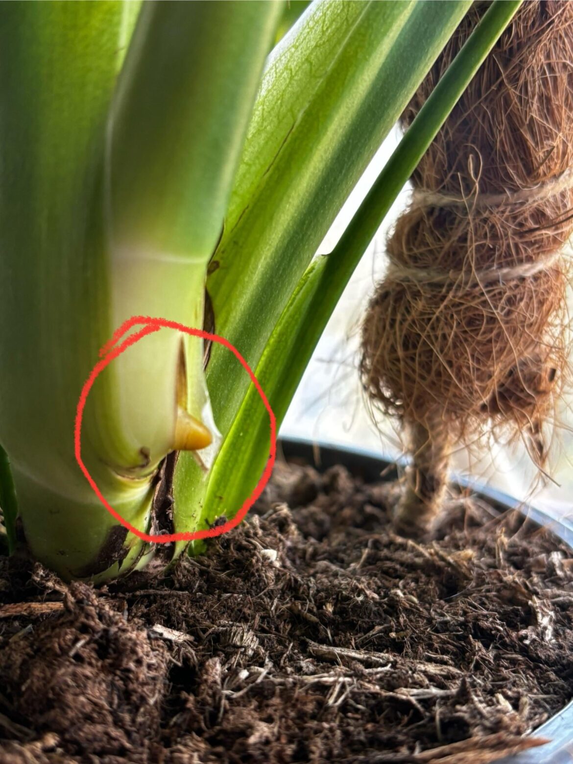Sorry this is my first plant, what is this?