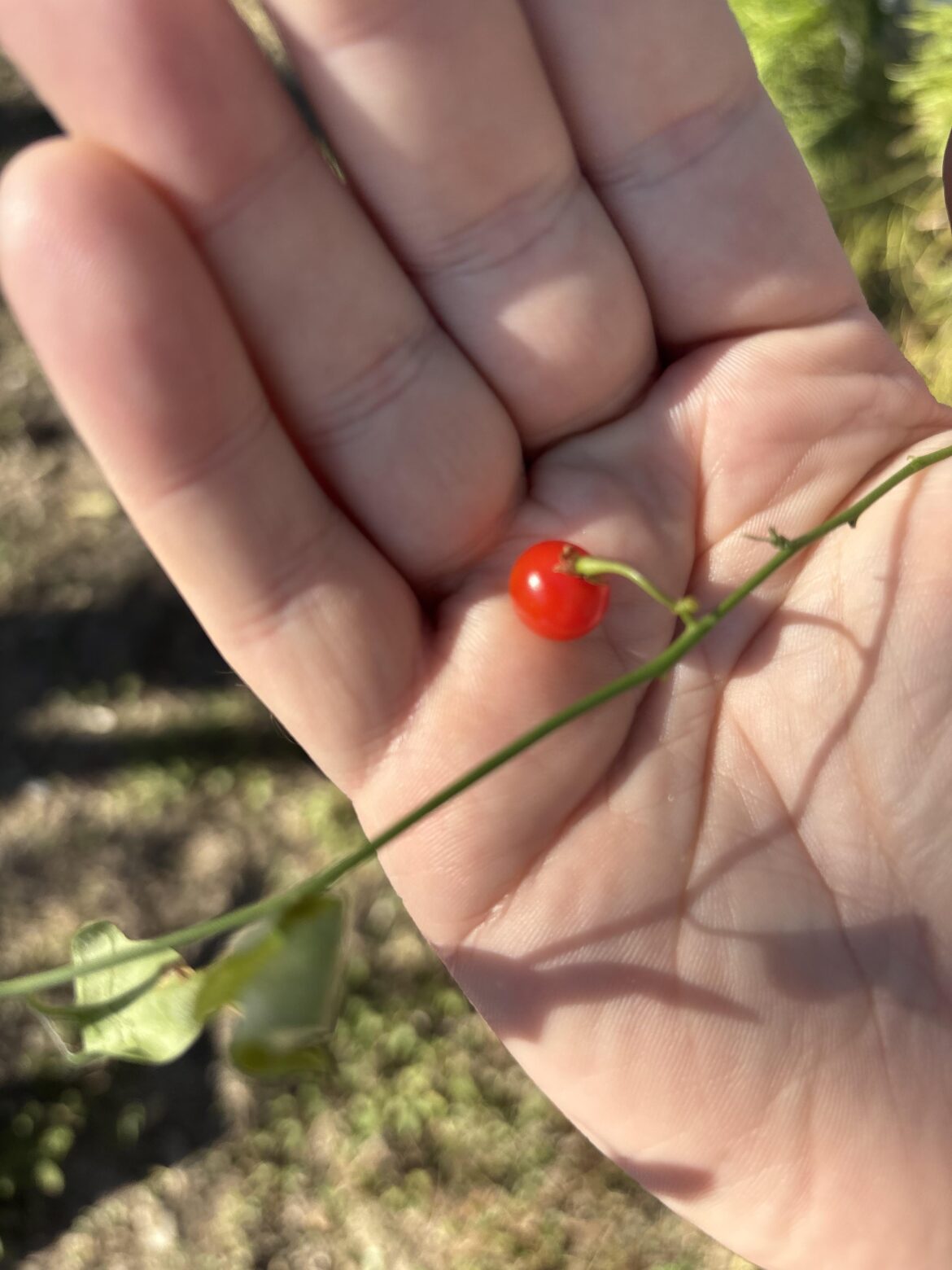 What are these berries