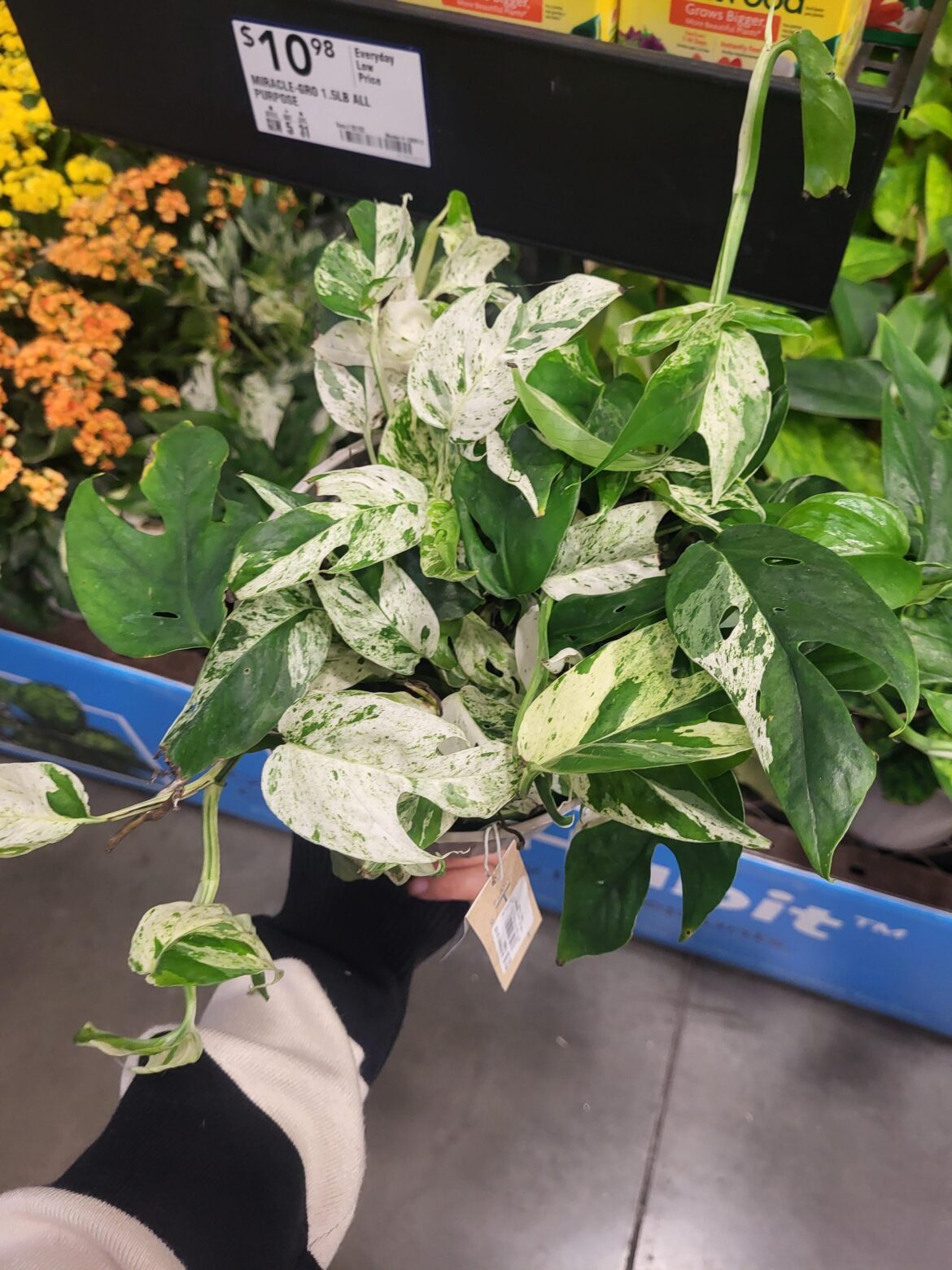 Marked as Glacier is that correct?