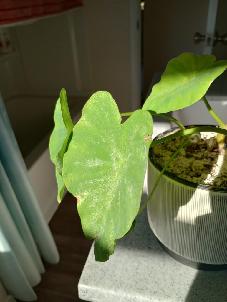 Elephant Ear plant needs help