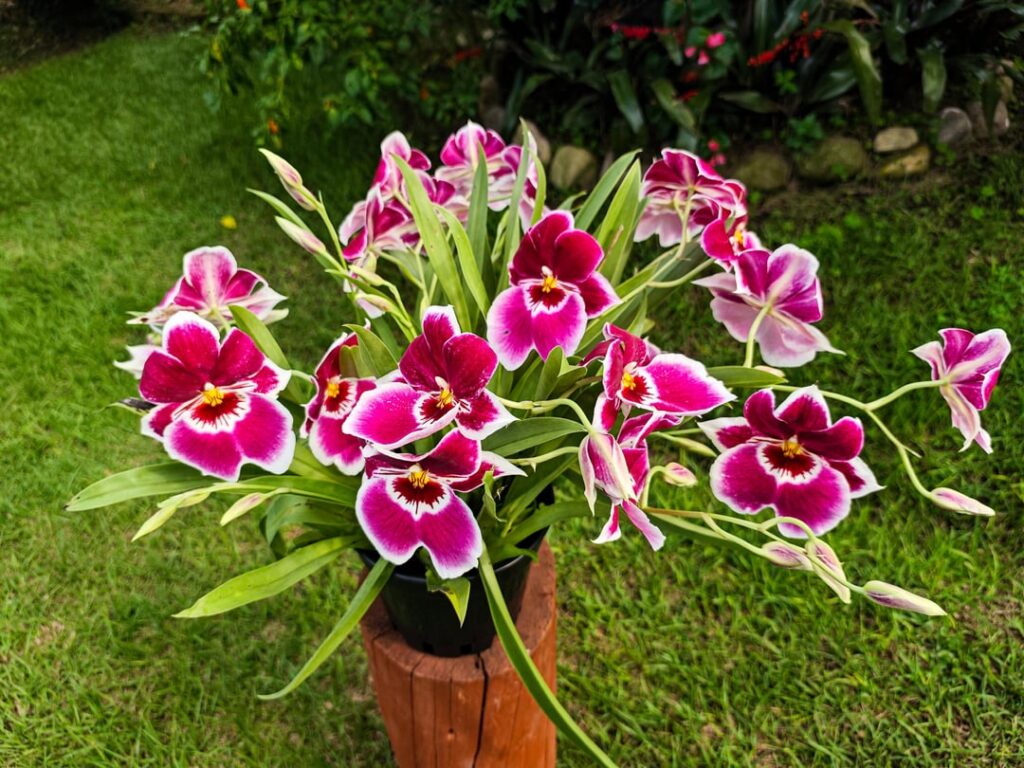 Miltoniopsis