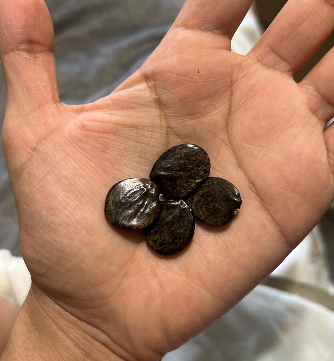 These seeds are everywhere after a storm in the southeast US