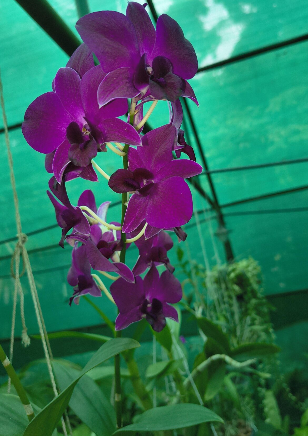 Dendrobium orchid [OC]