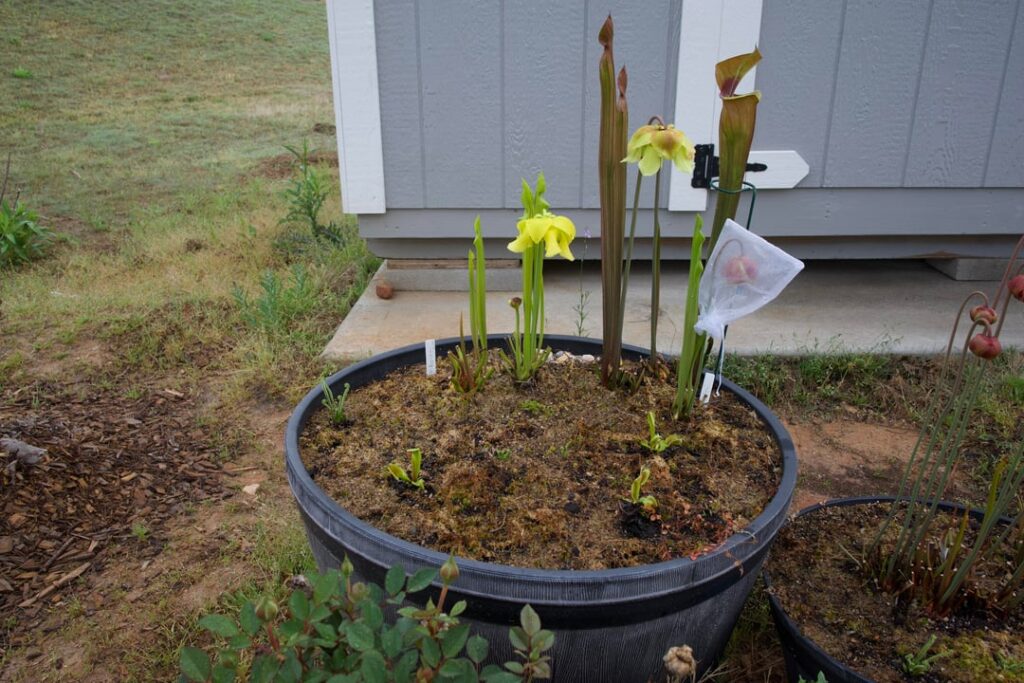 Space them Plants Out Mane!!! Space them Plants Out Mane!!!