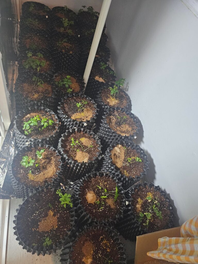 Repot parsely
