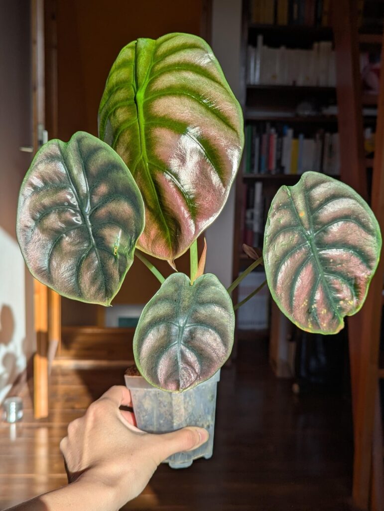 Cuprea red secret is sizing up!