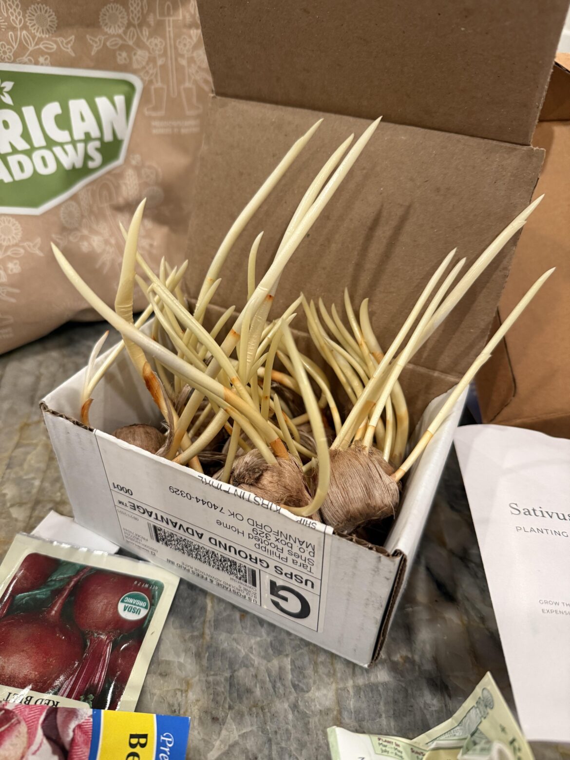 my safron bulbs that i forgot i had sprouted. should i cut off the sprouts or just plant them whole