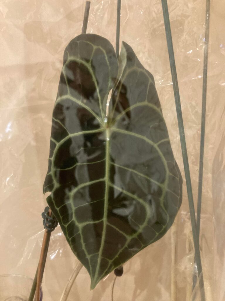 Anthurium propagation help Anthurium propagation help