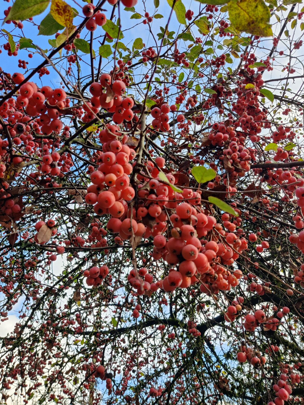 PNW
