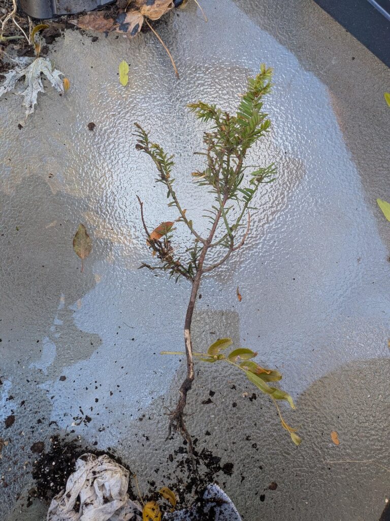 Found this growing in-between my fence 6b