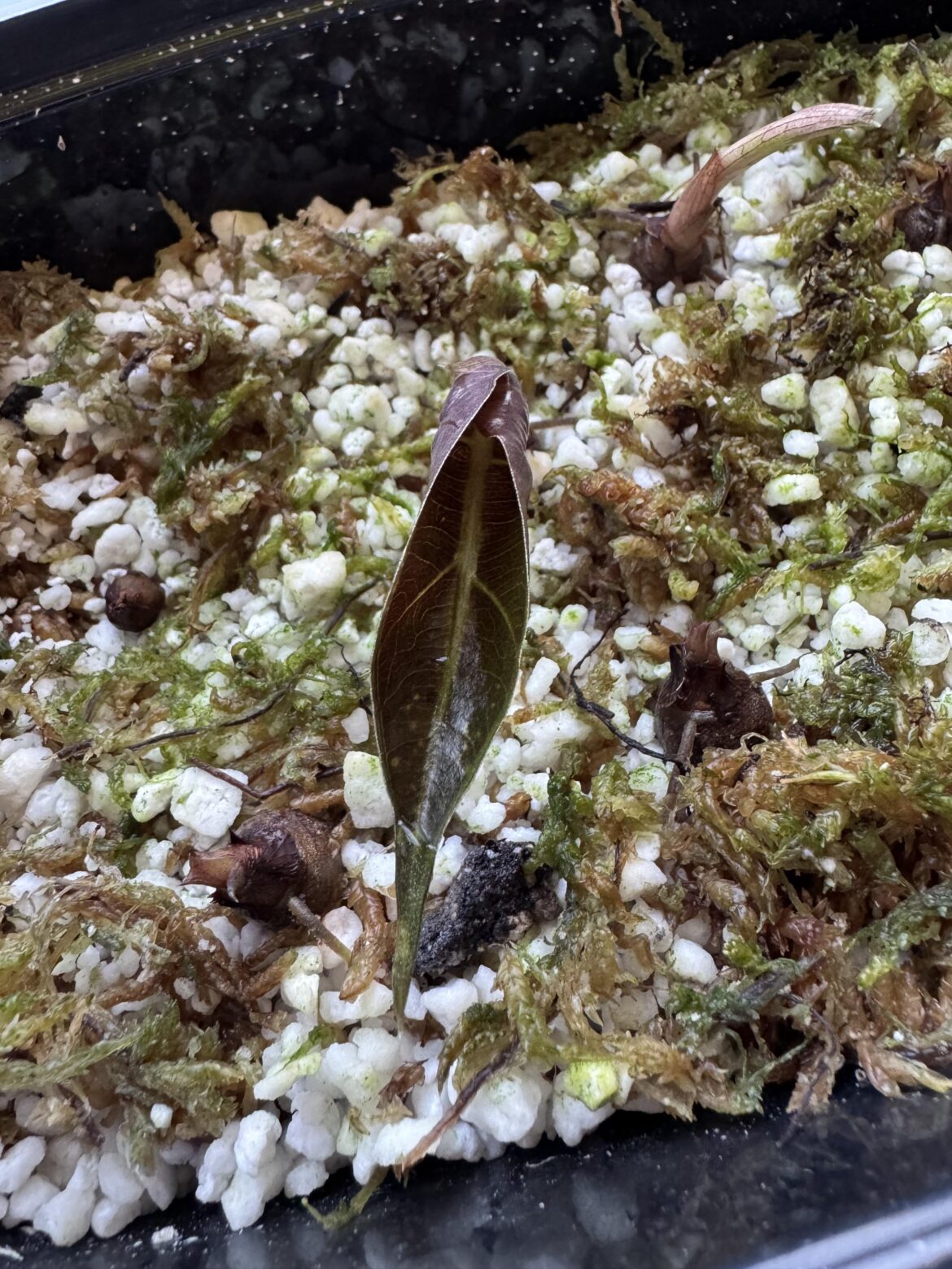 My alocasia corm has sprouted a leaf!