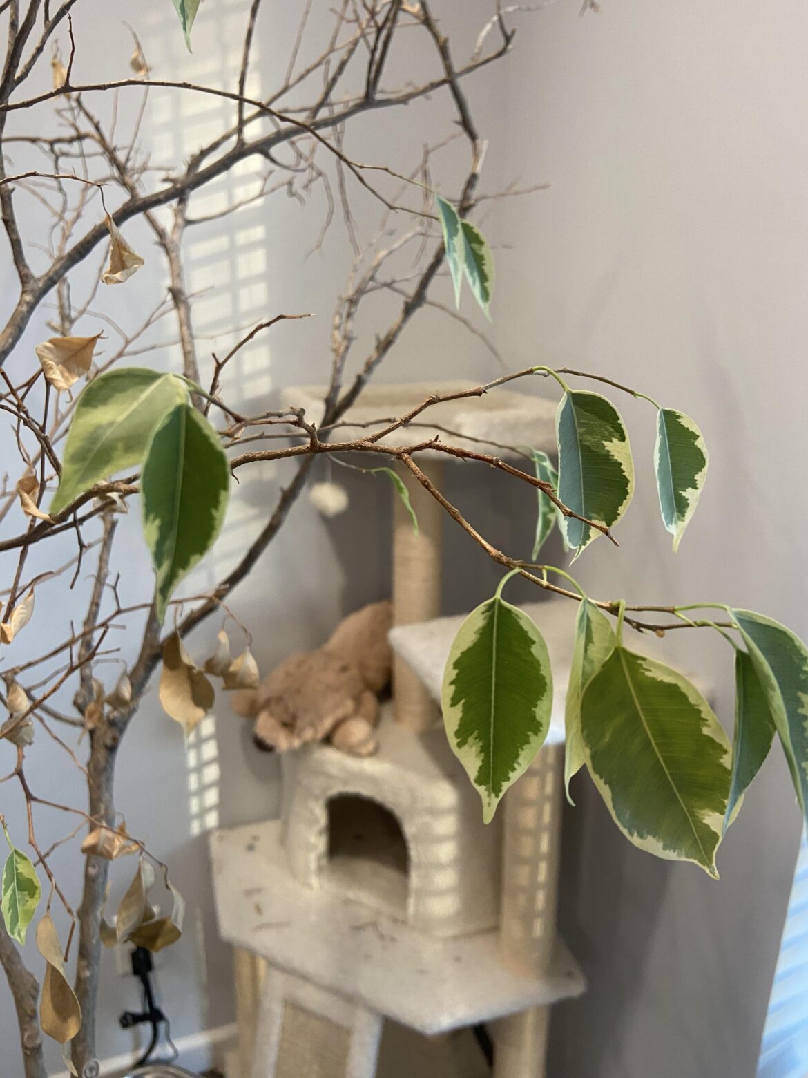 Help with ficus propagation