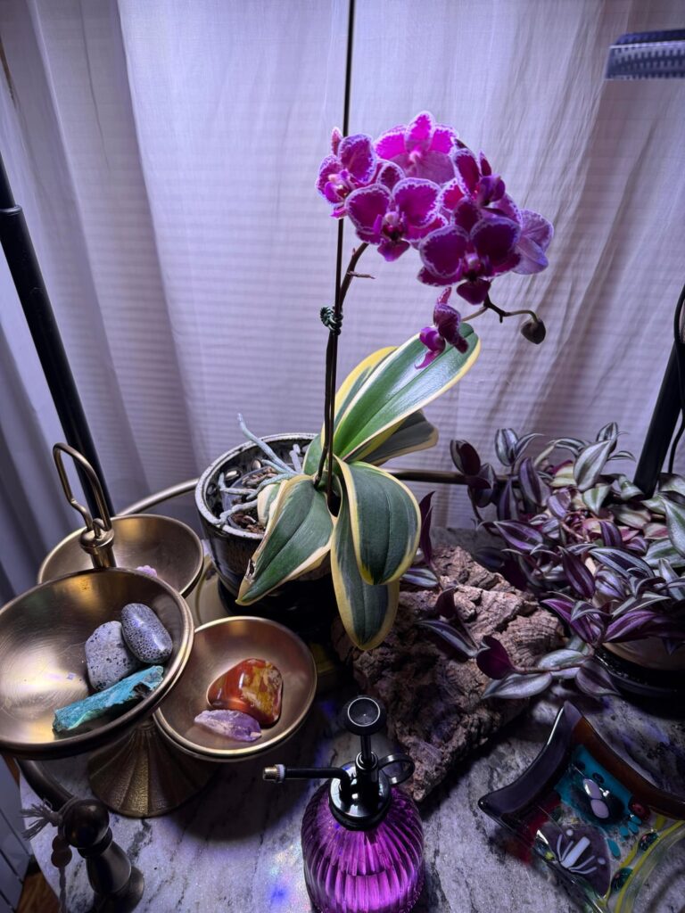 I grew these flowers!