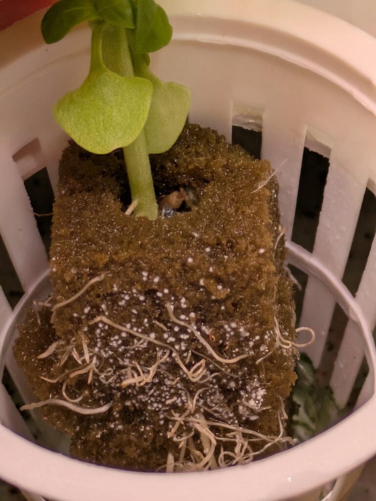 Any idea what this is? Mold?