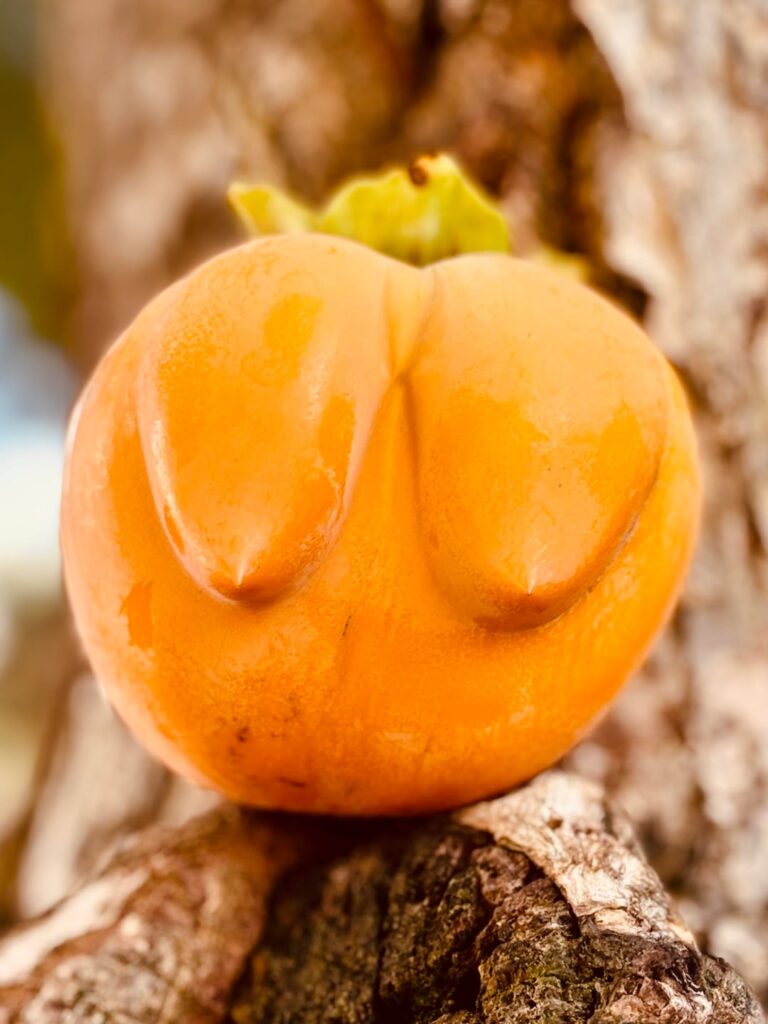 My Persimmon Tree grew a BOOBY FRUIT