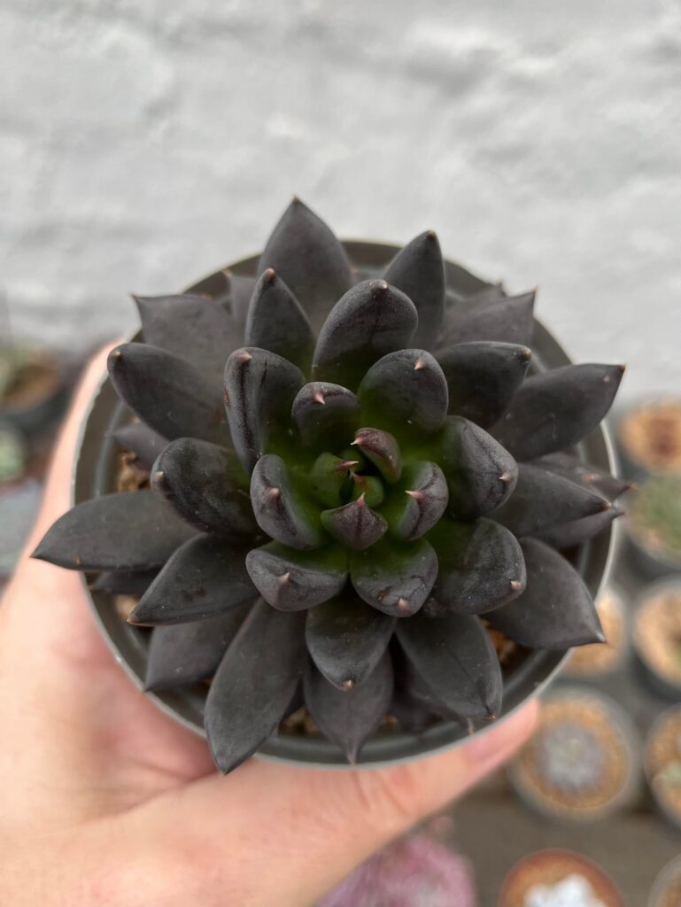 Echeveria affinis