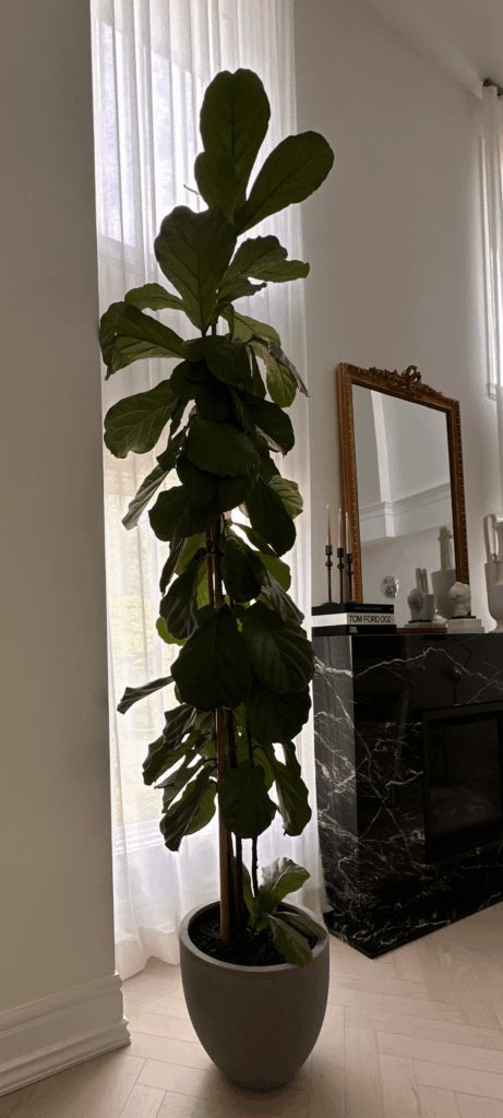 20ft Tall Fiddle Leaf Fig Needs to be Chopped, HELP!