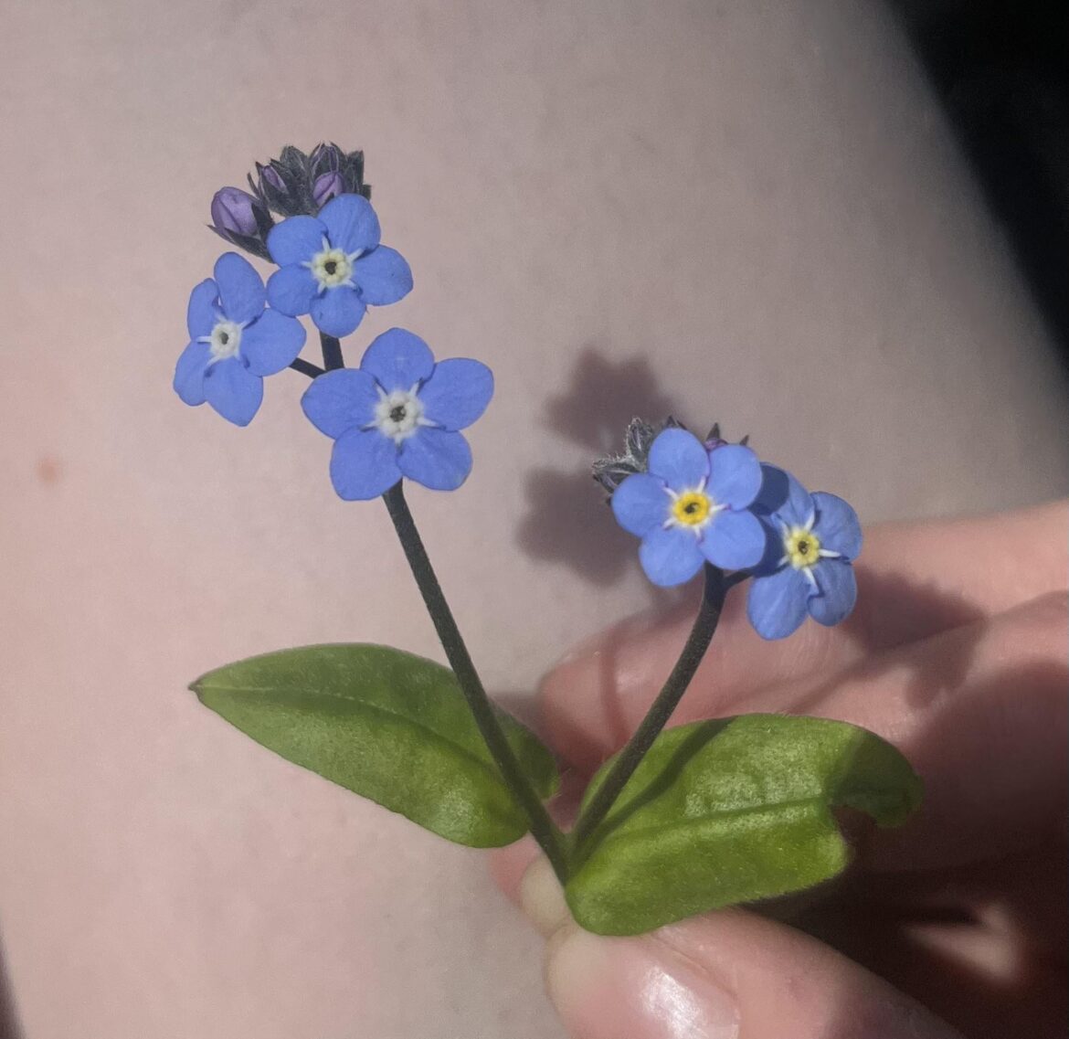 Plant is taking over my neighbourhood