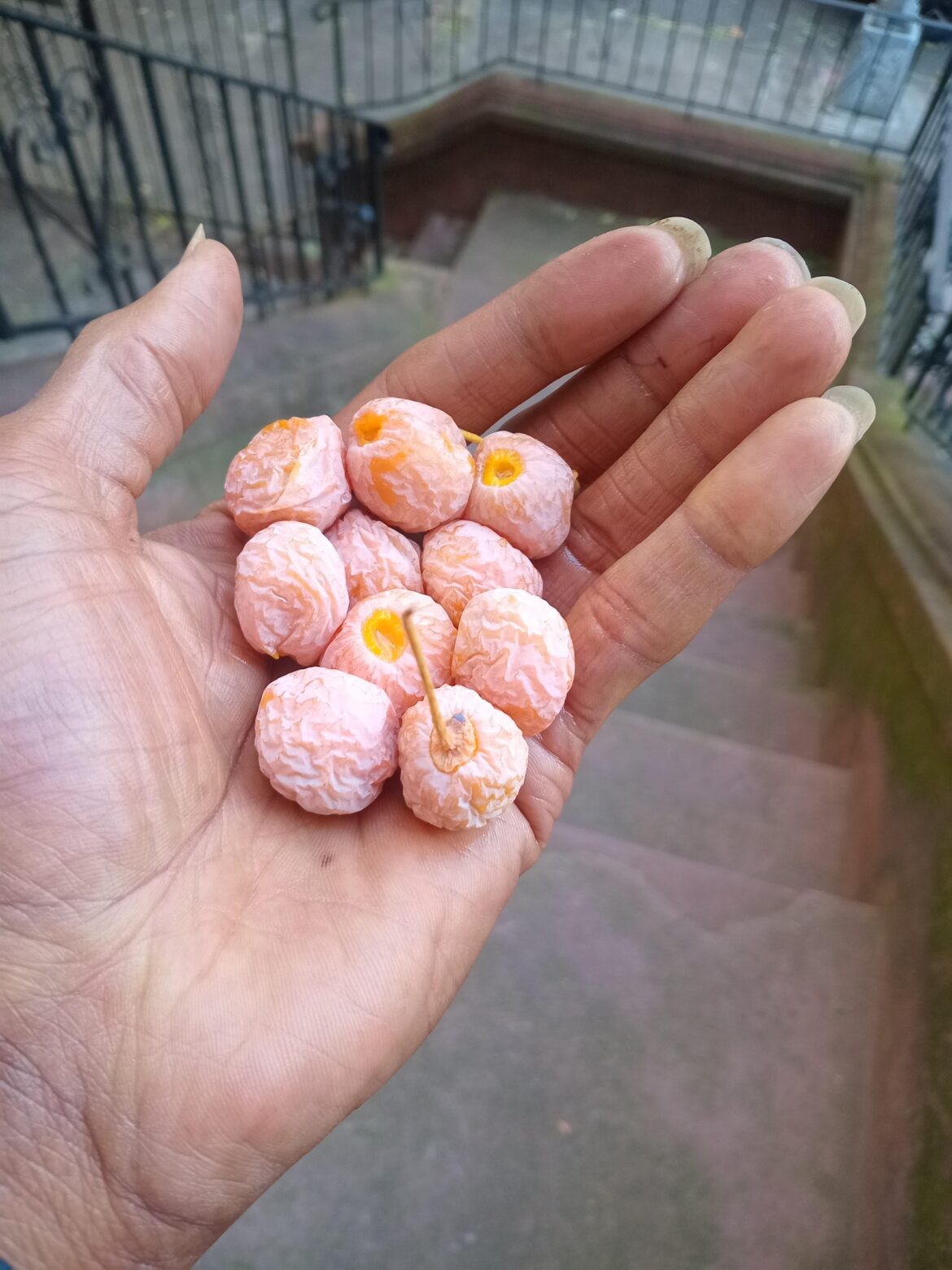 I found some unique looking fruit in my neighborhood in Bedstuy Brooklyn USA. Anyone know what these are?