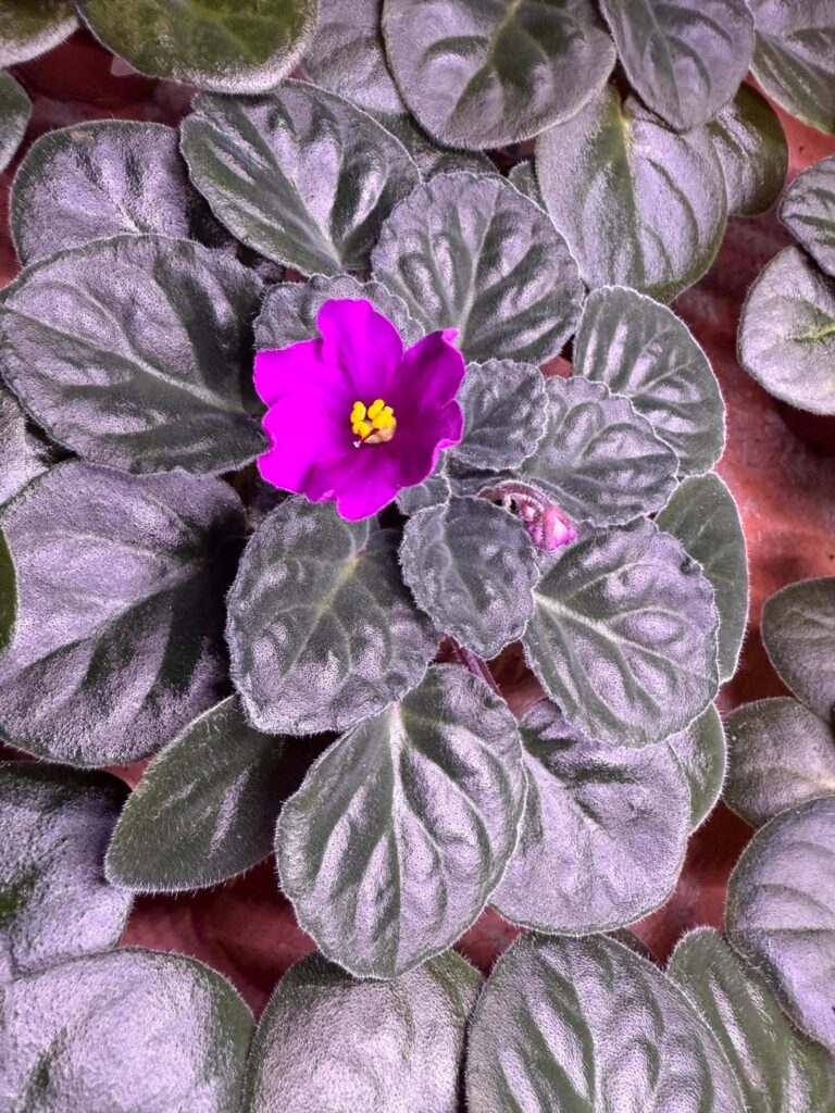 First bloom from seed! First bloom from seed!