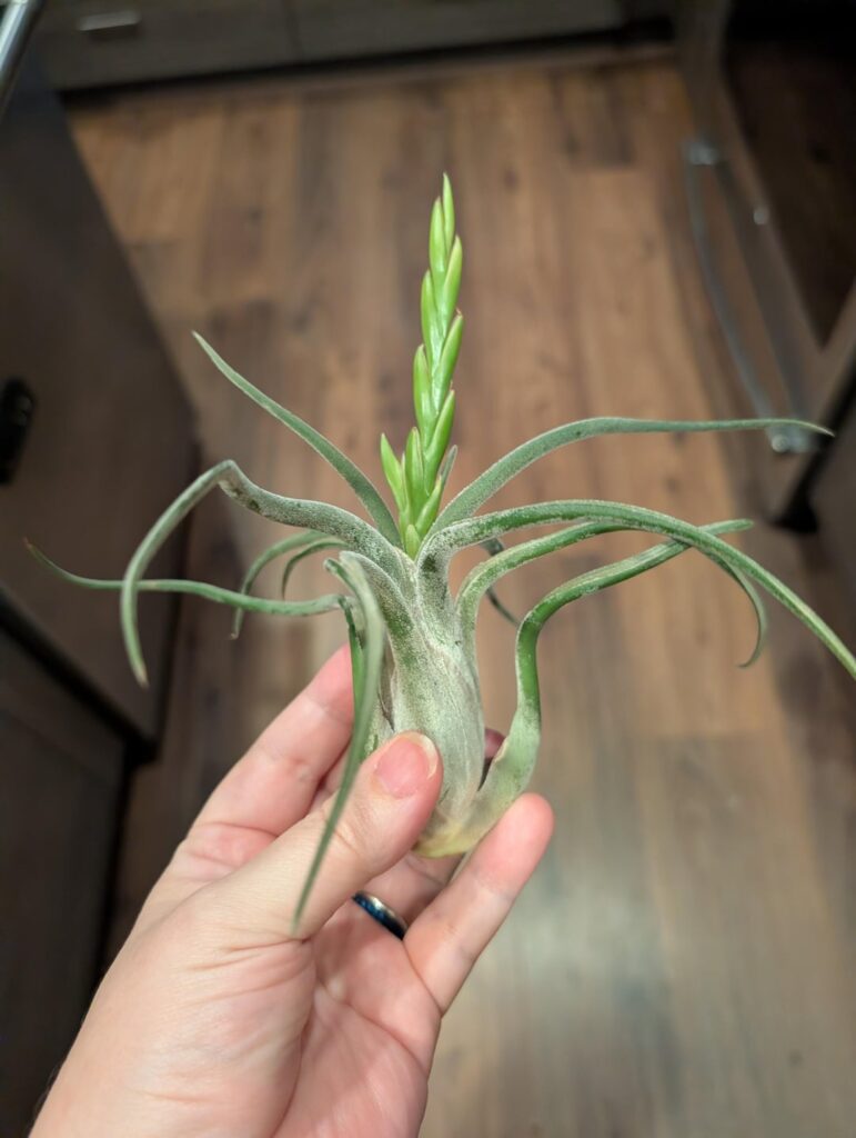 Do I cut off the flower spike?