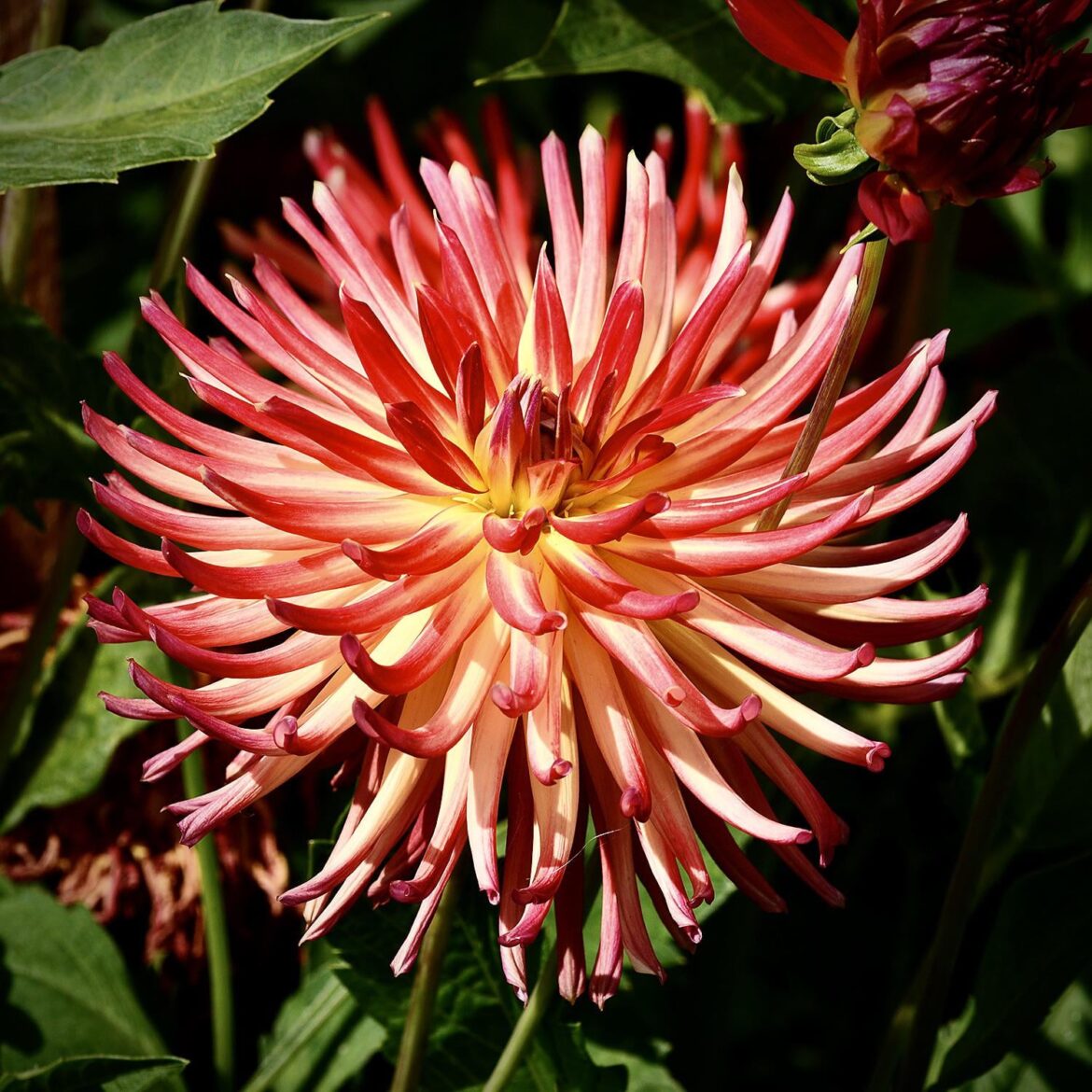 Cactus dahlia-electric flash bulb