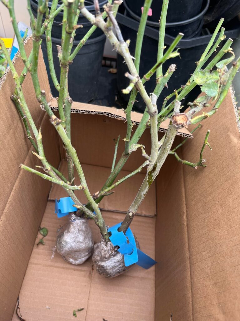 Rose_Explosion NEW ROSES Rose_Explosion NEW ROSES