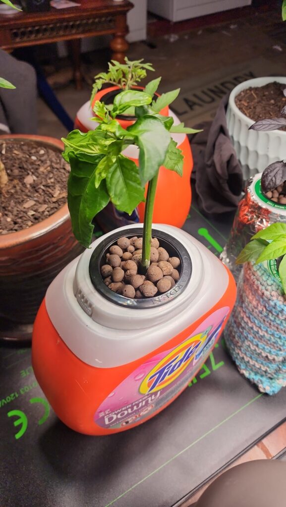 Will this clone last.