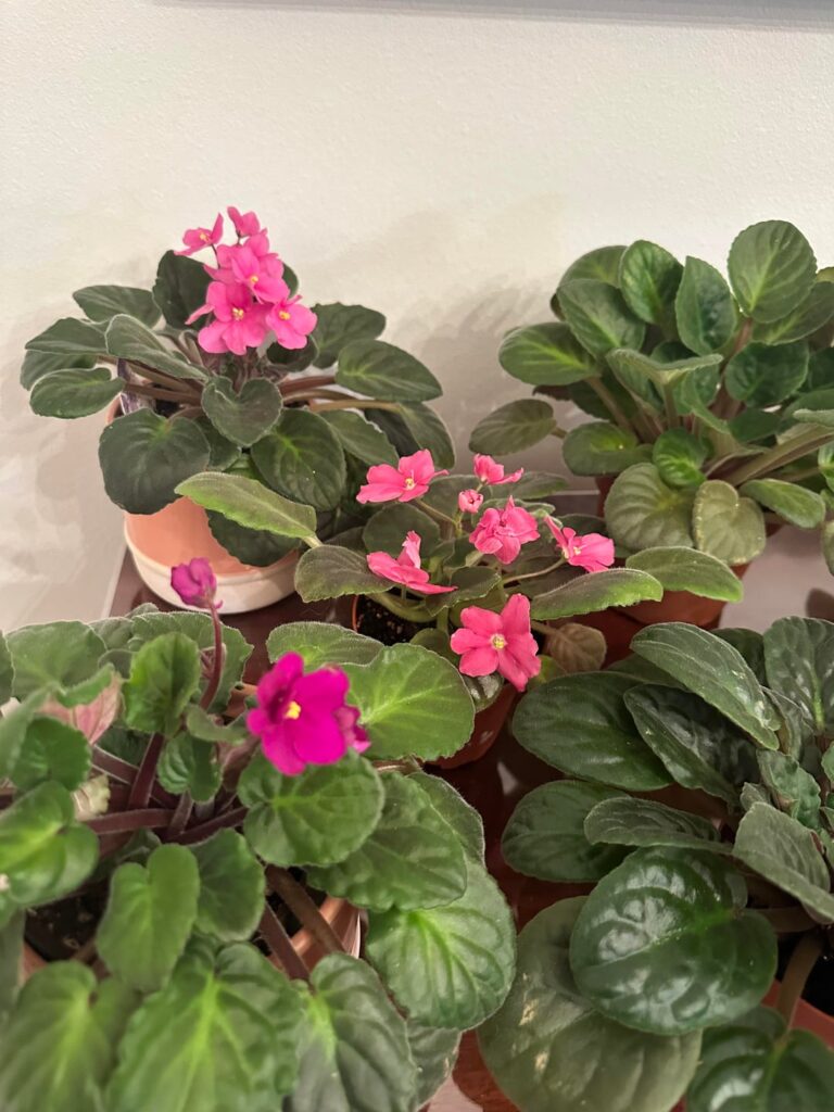 My violets have decided to go on a small blooming spree again.