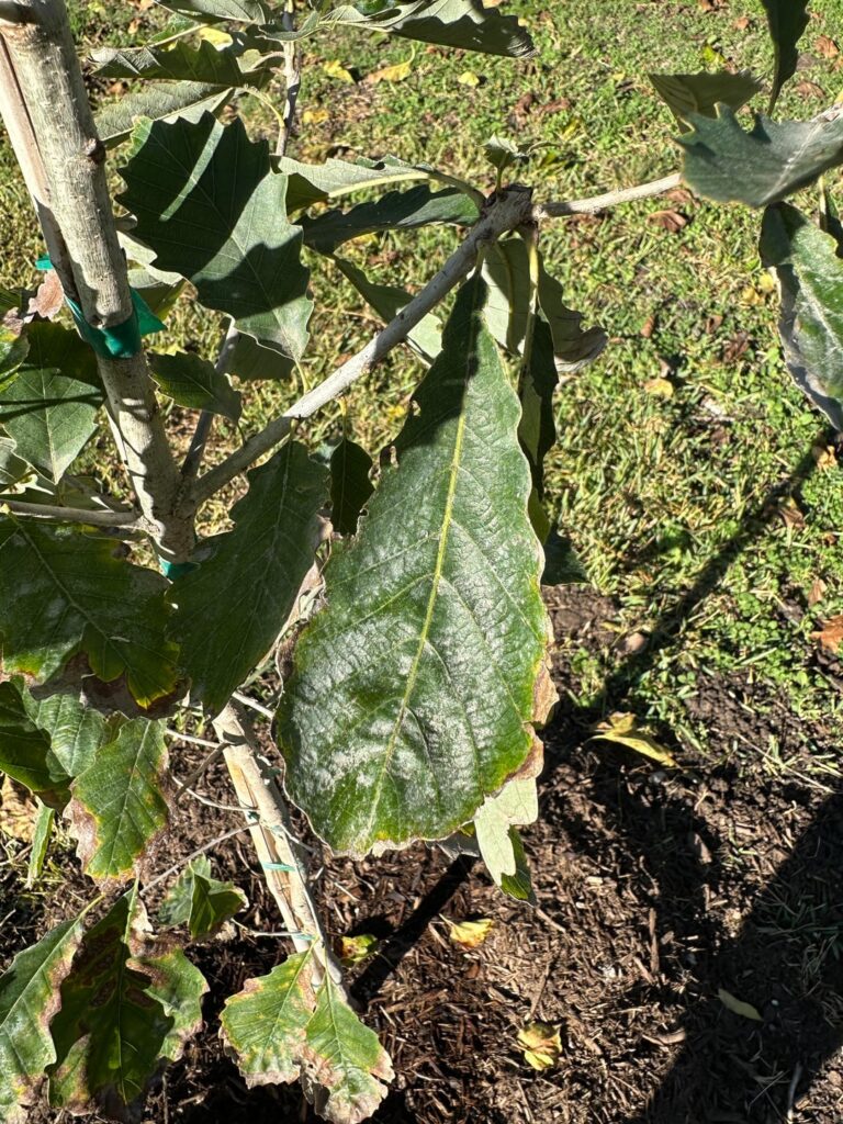 Oak trees: powdery mildew or something else?