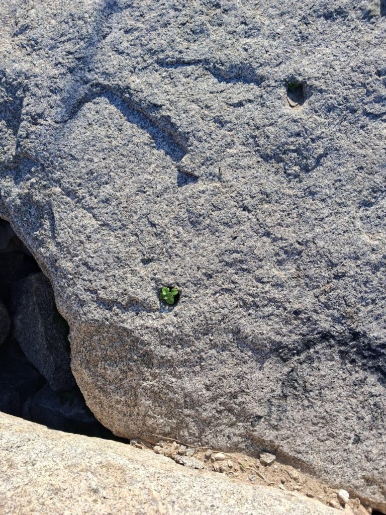 determination to live.