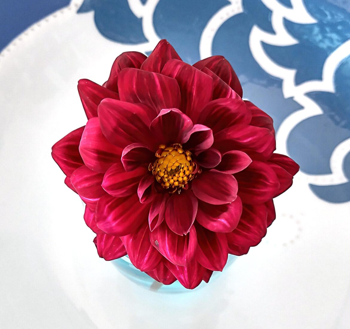 The Last Dahlia of the Year