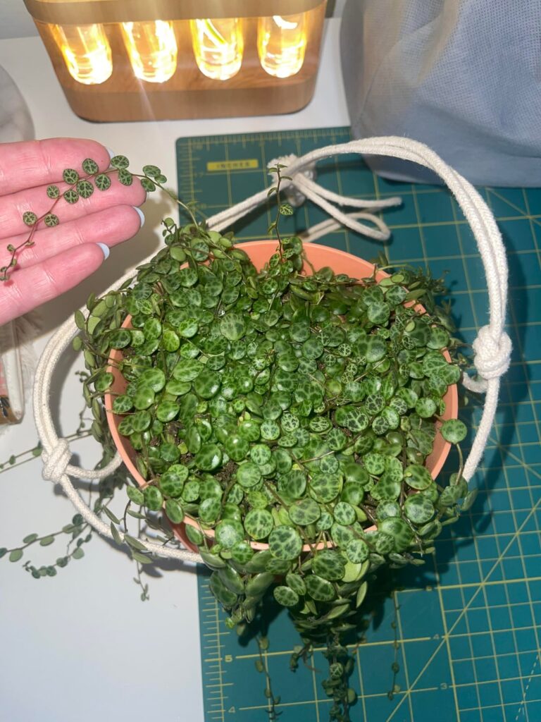 String of turtles diagnosis String of turtles diagnosis