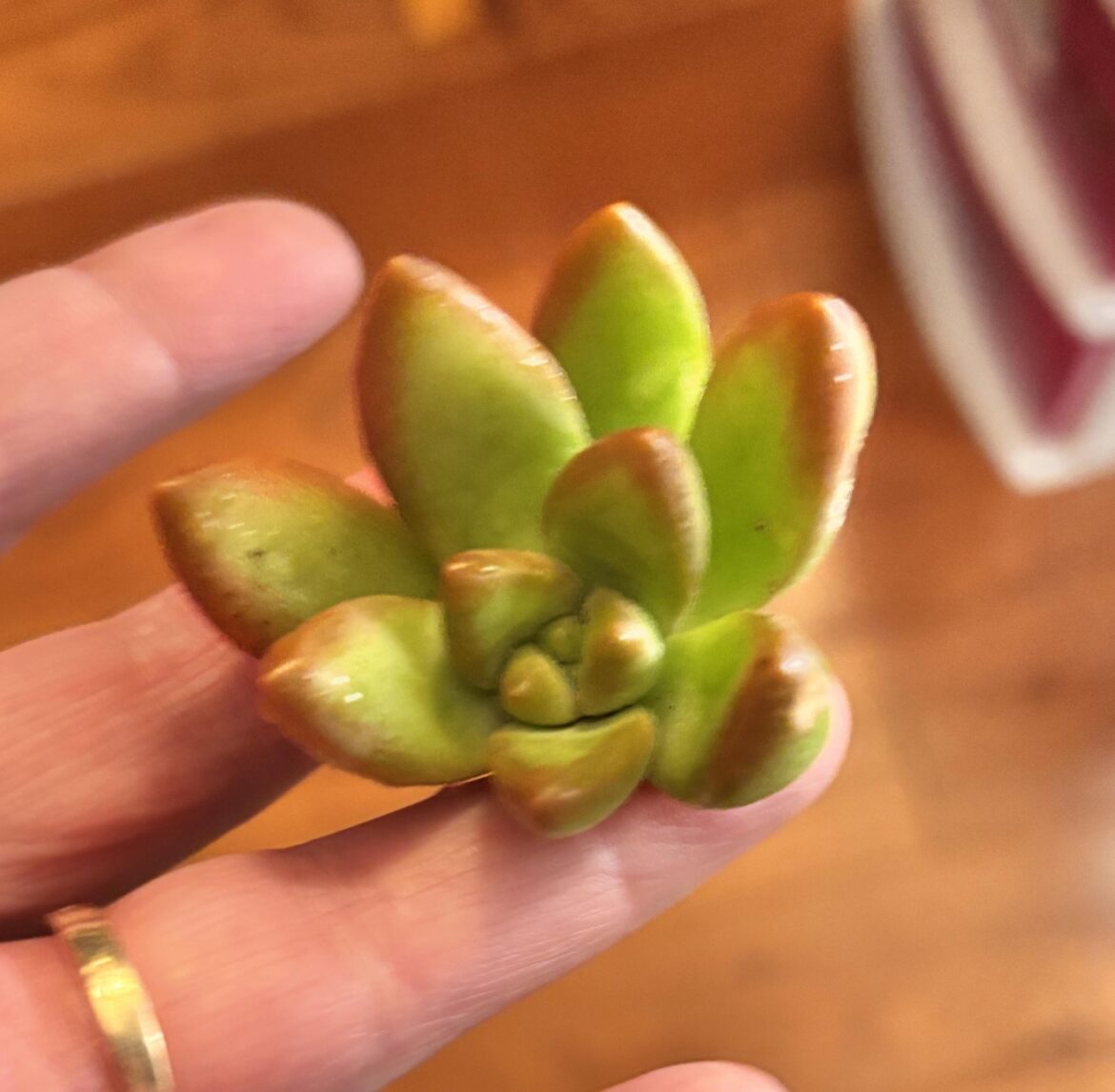 What type and how to prop?