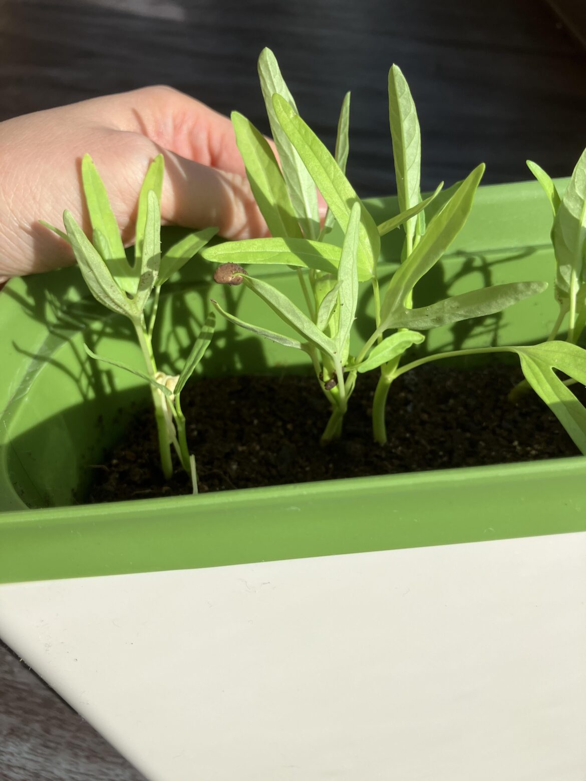 Water Spinach (Kang Kong) stopped growing taller after 2 weeks. Why? Water Spinach (Kang Kong) stopped growing taller after 2 weeks. Why?