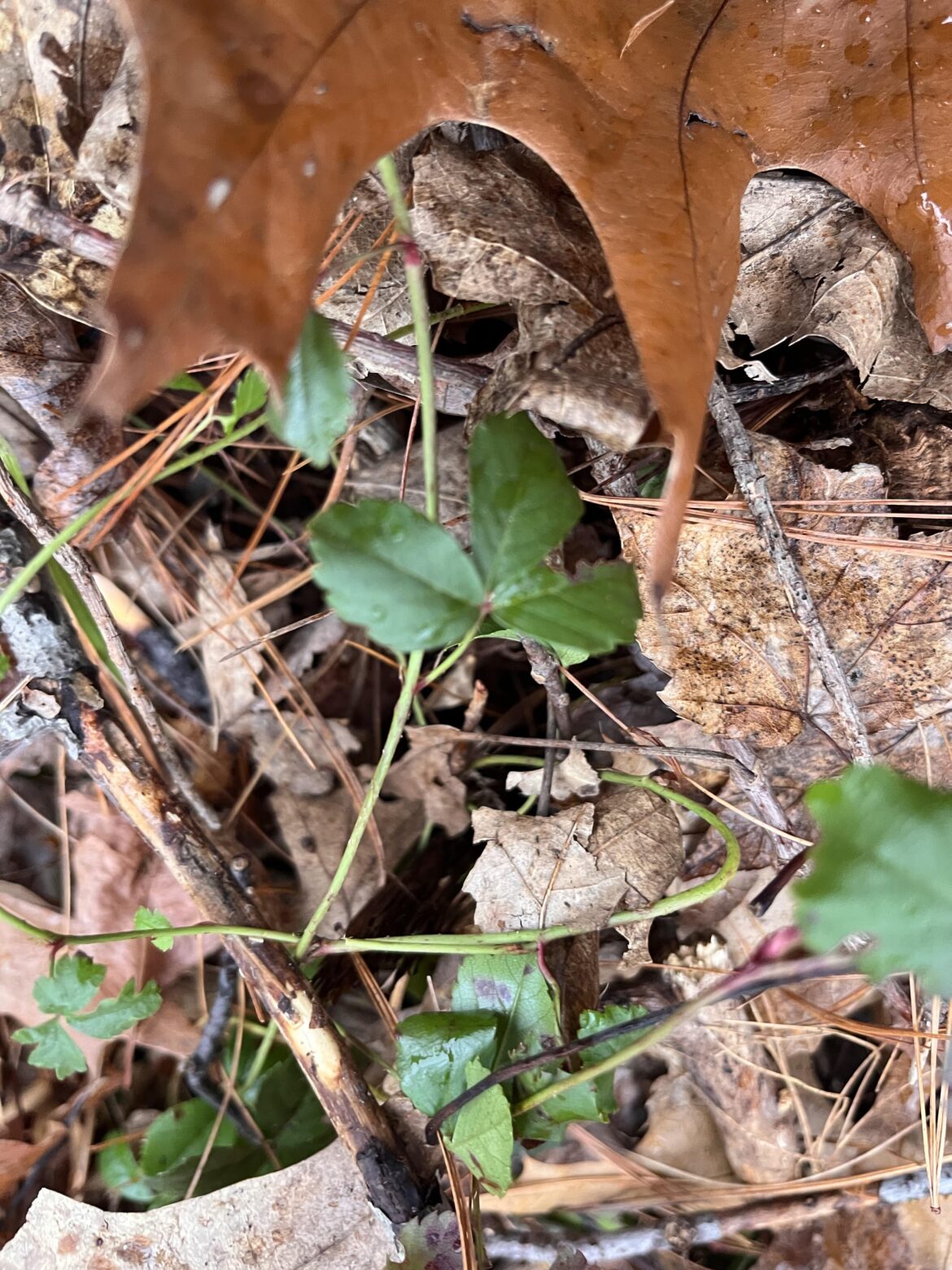 Is this swamp dewberry (USA, MA)