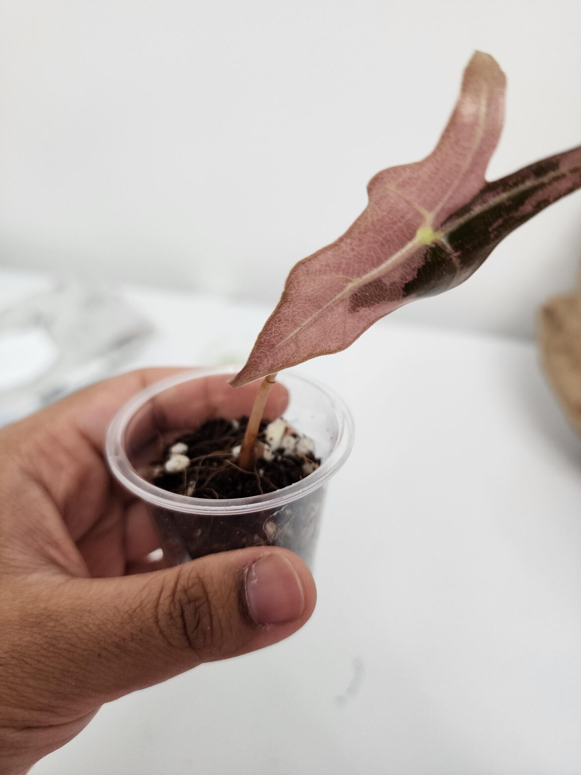 Moving to pon, is there a minimum size for alocasia plants?