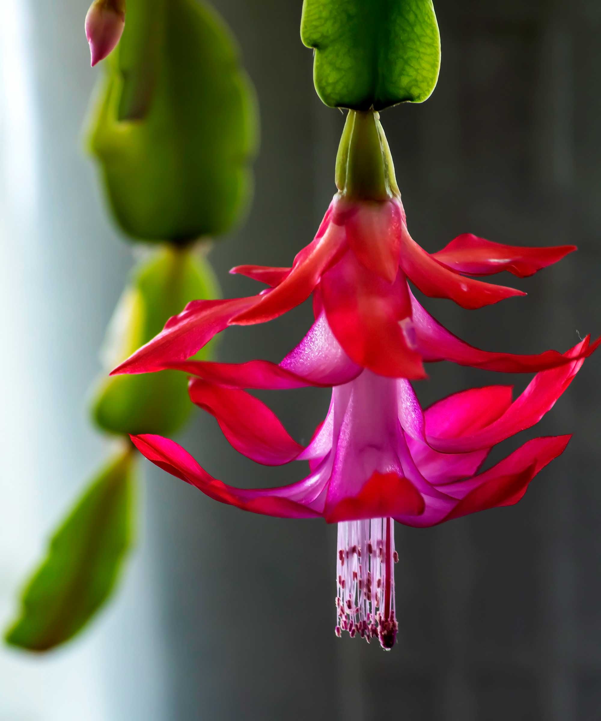Christmas cactus flower