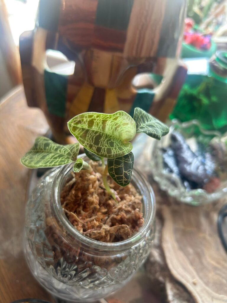 New Jewel Orchid