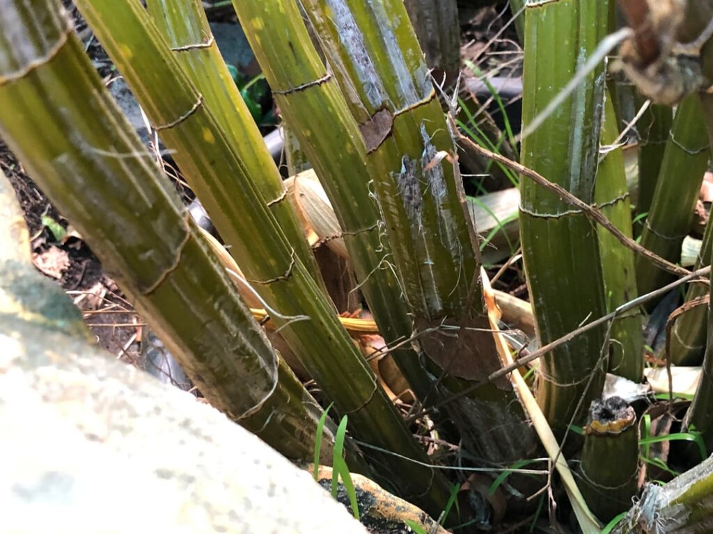 What is this plant? What is this plant?