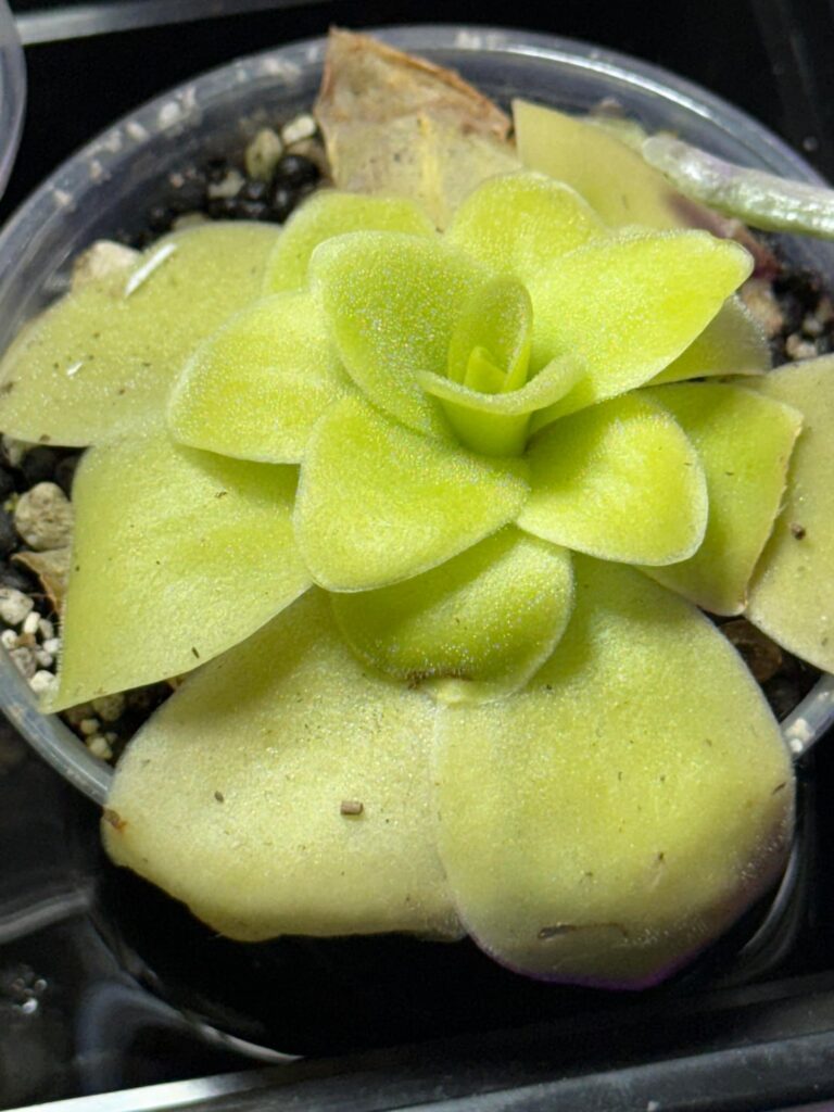 My Pinguicula gigantea is growing new leaves that are smaller.