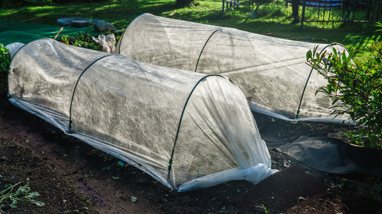 Garden with row covers protecting plants