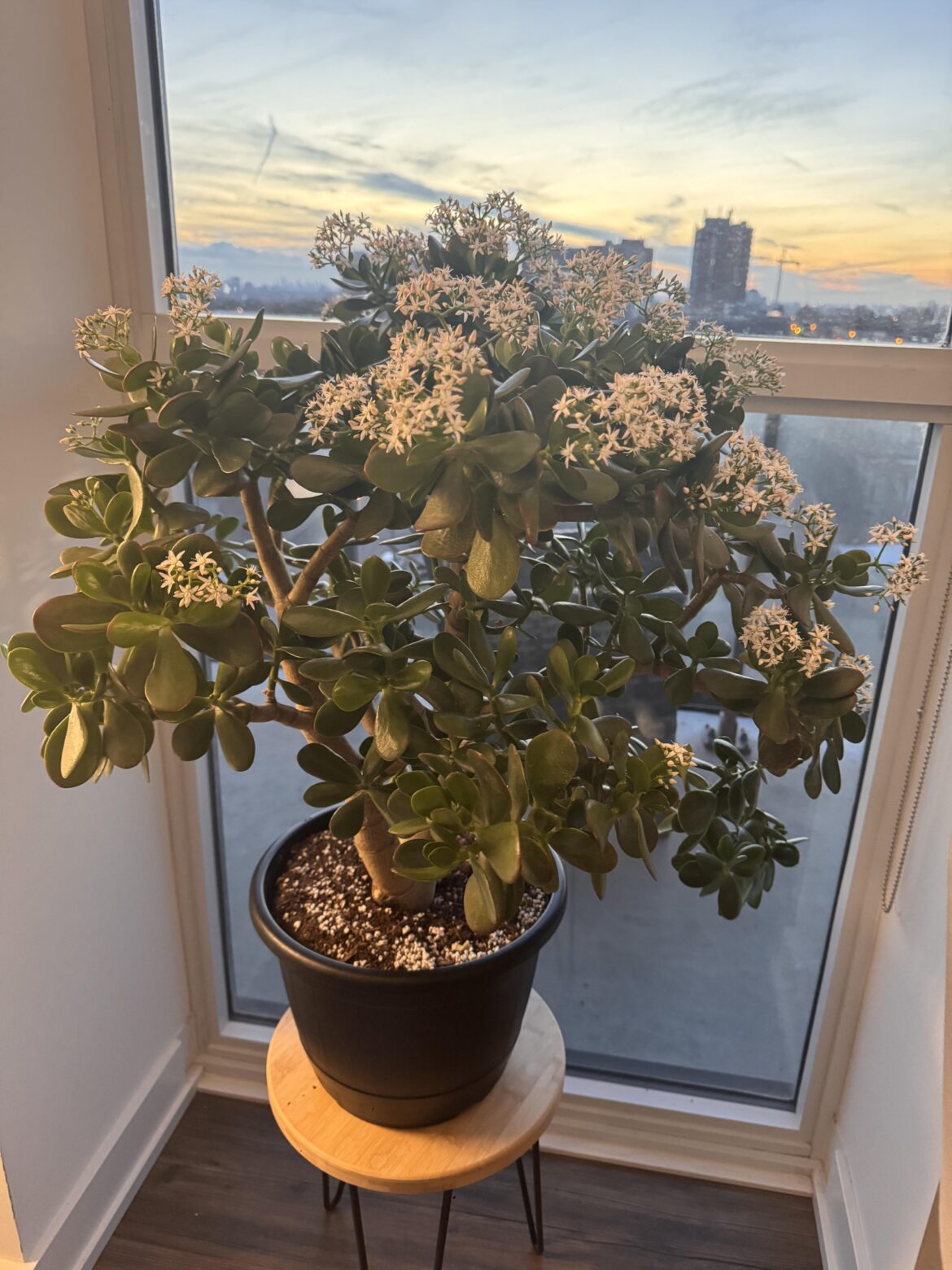 Jade plant