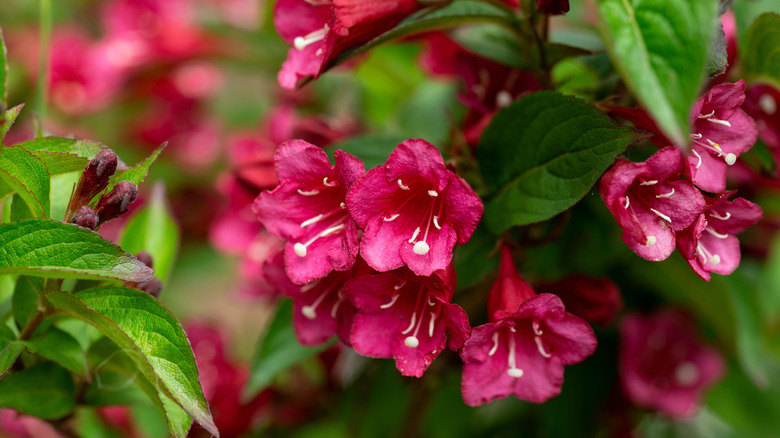 Weigela bush with vibrant pink flowers in bloom