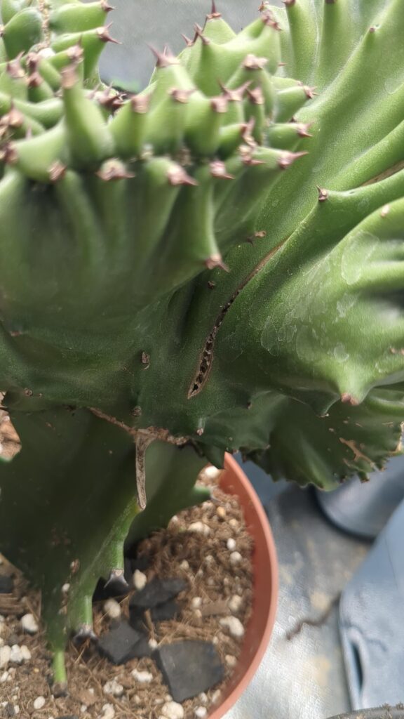 Very new to this and I'm wondering what caused this crack?