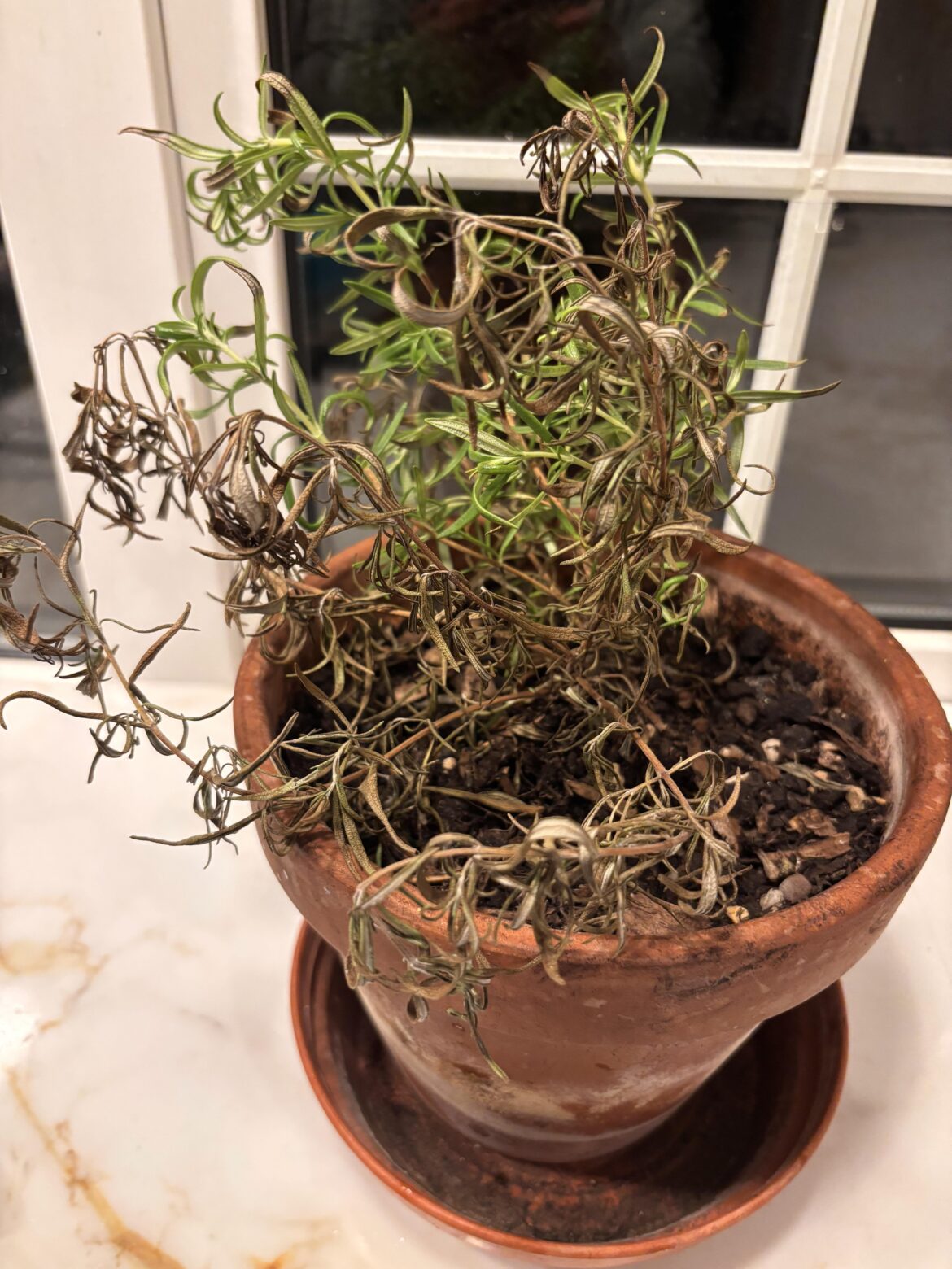 Why is this rosemary dying? Why is this rosemary dying?