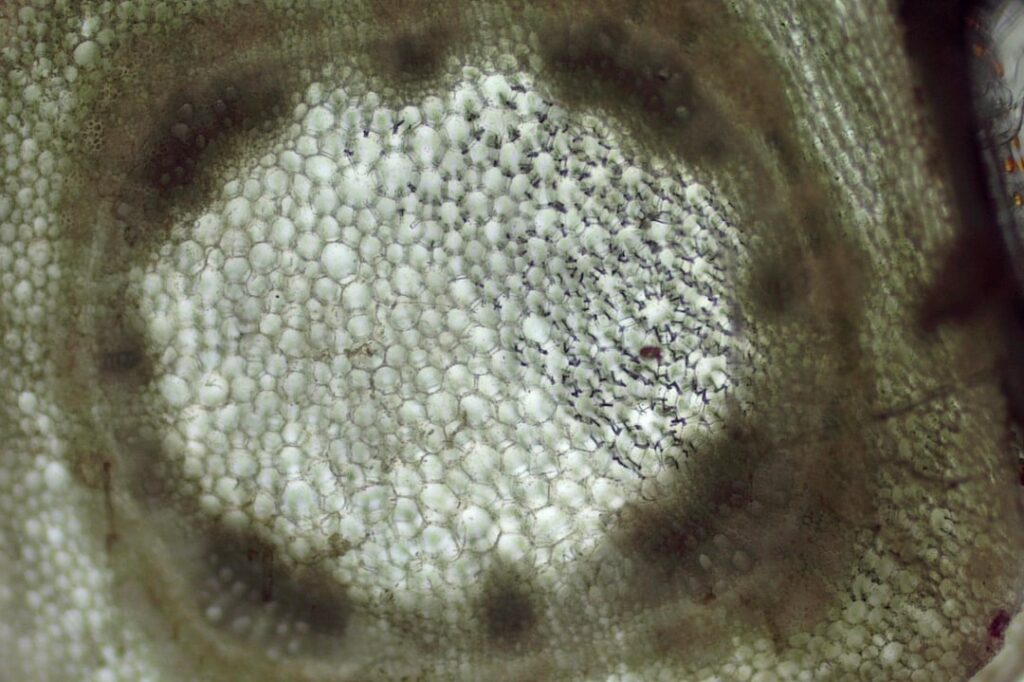 What is that black thing?