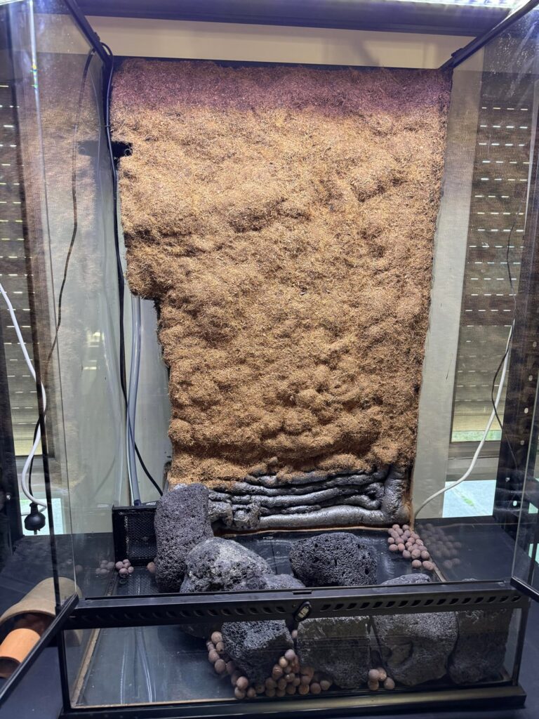 Seeking tips/advice! (AU Green Tree Frog) Seeking tips/advice! (AU Green Tree Frog)