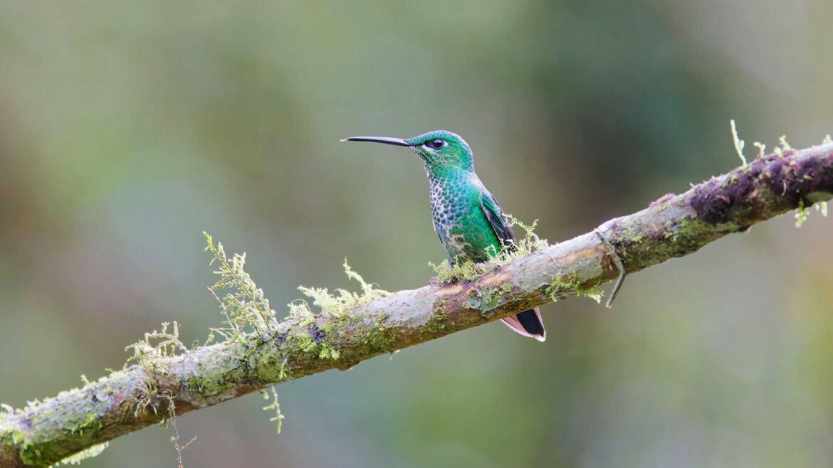 Should I leave my hummingbird feeder out all winter? blue hummingbird on branch