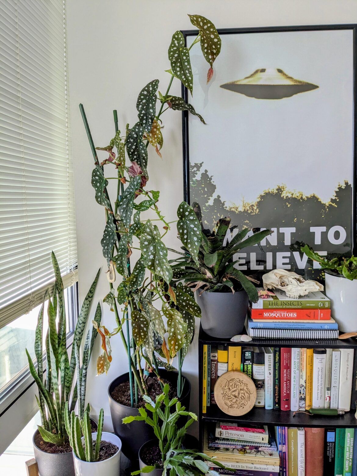 I thought this sub might appreciate my bookcase corner